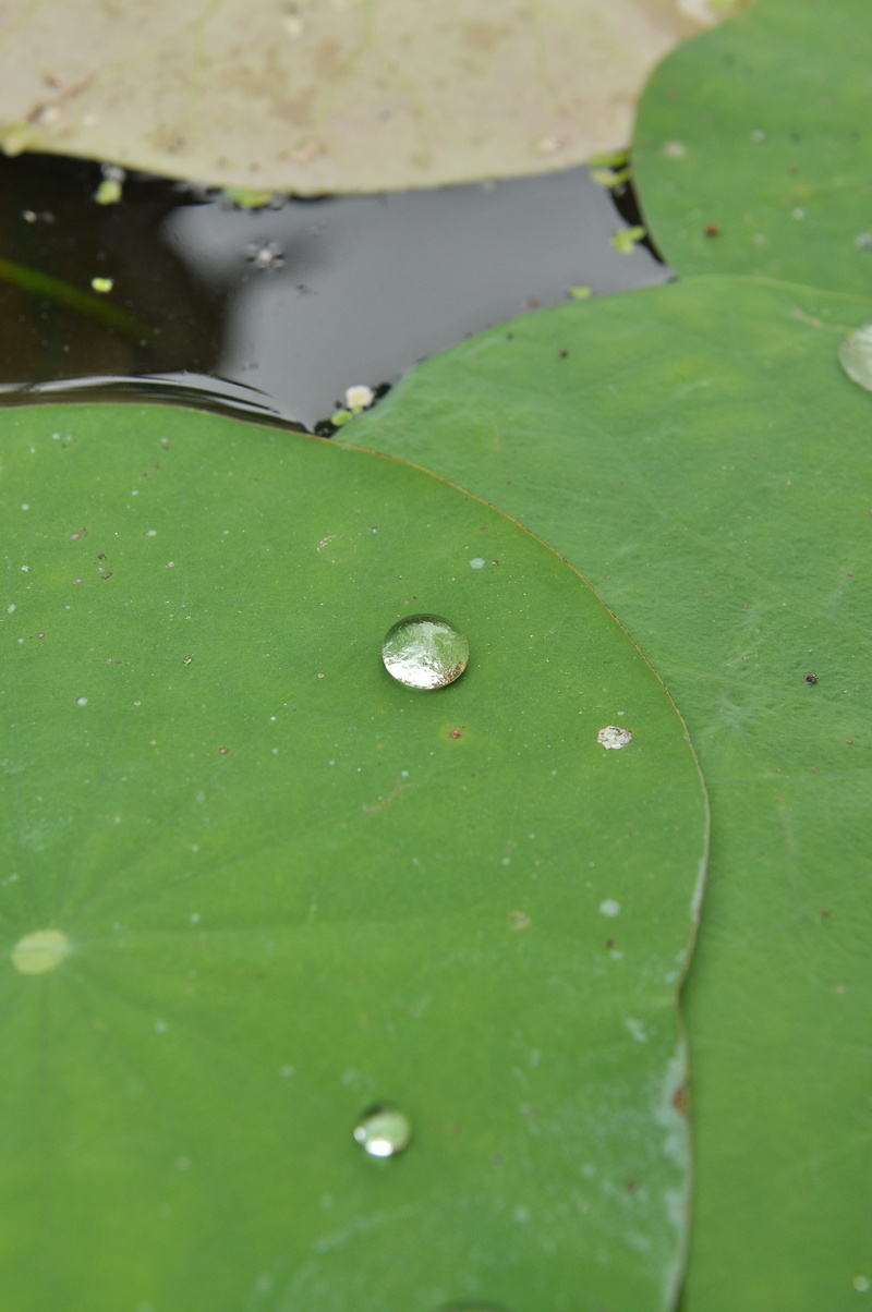 botanical, rain, selective focus, purity, fresh, flora, water lily, leaf, light, flower, summer, nature, wet, bright, outdoors, beauty in nature, lotus water lily