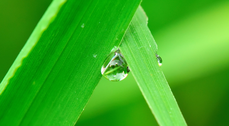wing zoology, irrigation, water, orange, animal wildlife, libelulido, leaf, green, color, spring, clarity, approach, no people, 2K, one animal, garden