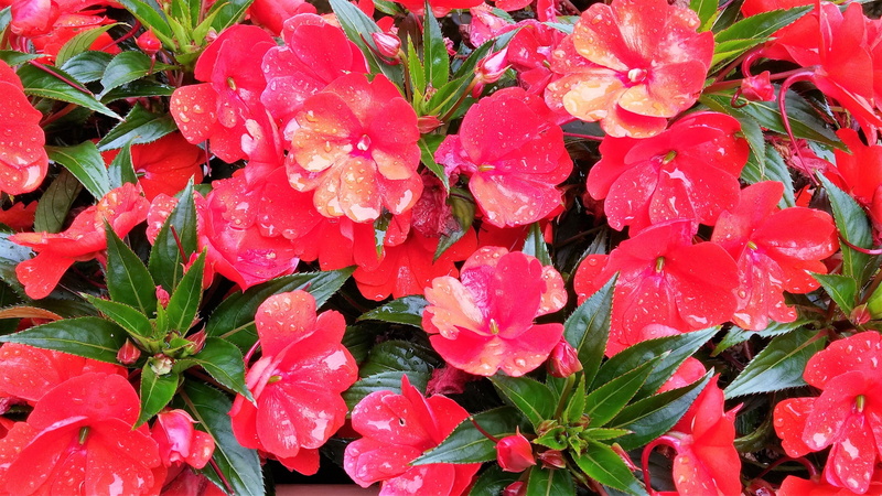 background, ornamental plant, flowering plant, flower, rain, alive, freshness, form, close-up, beaded, plant, garden plant, wet, vulnerability, mood, after the rain