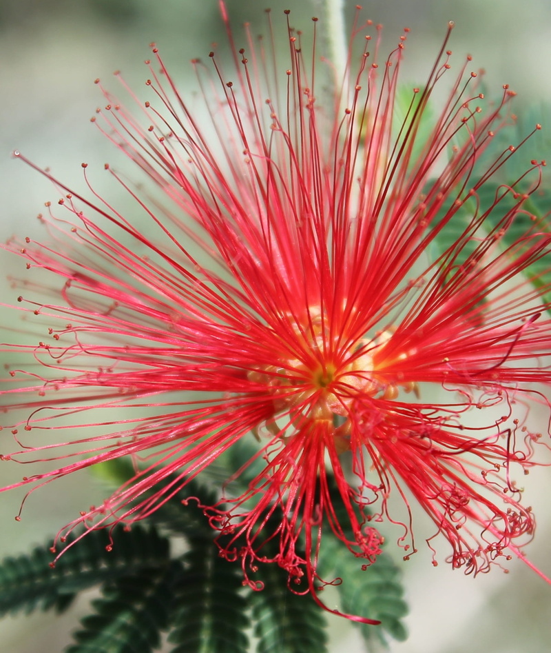 leaf, sunny, beauty in nature, pollen, fragility, vulnerability, flora, red, vibrant, color therapy, summer, red flower, grow, 1080P, Flower, day, focus on foreground