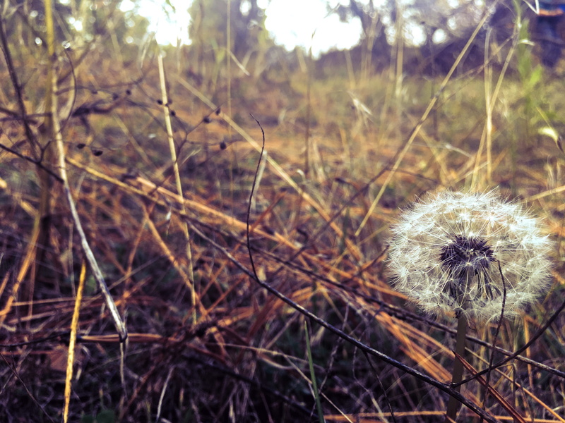 bouquet, blossom, sunny, Nature, outdoors, selective focus, wildflower, rural, countryside, flowering plant, lawn, widlflowers, dandelion seed, summer