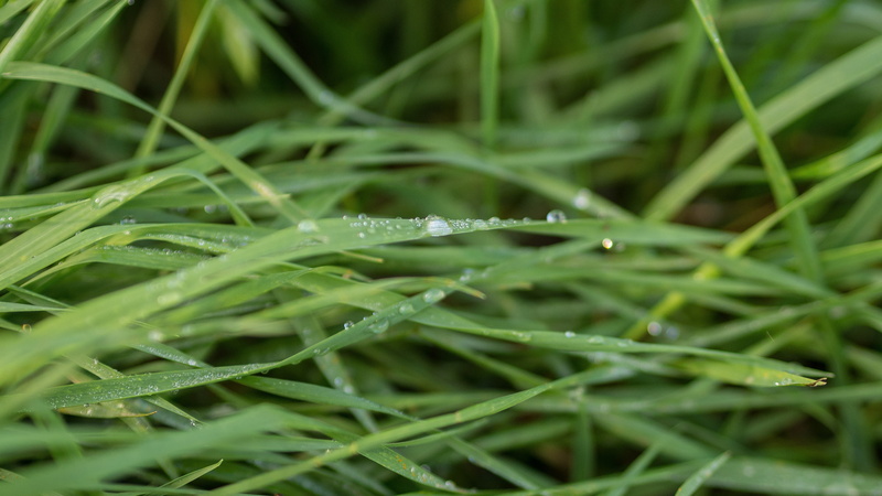 weather, natural, herb, blade of grass, fresh, plant part, no people, field, close-up, water, green color, freshness, humid, backgrounds, season, garden