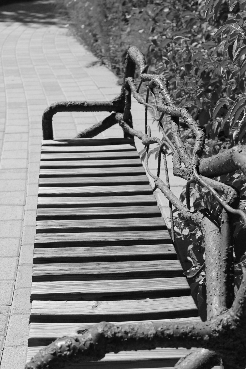 transportation, brick path, absence, direction, relax, summer, growth, plant, amber avalona, calm, in a row, resting, sunlight, shadow, bicycle, rest, relaxation