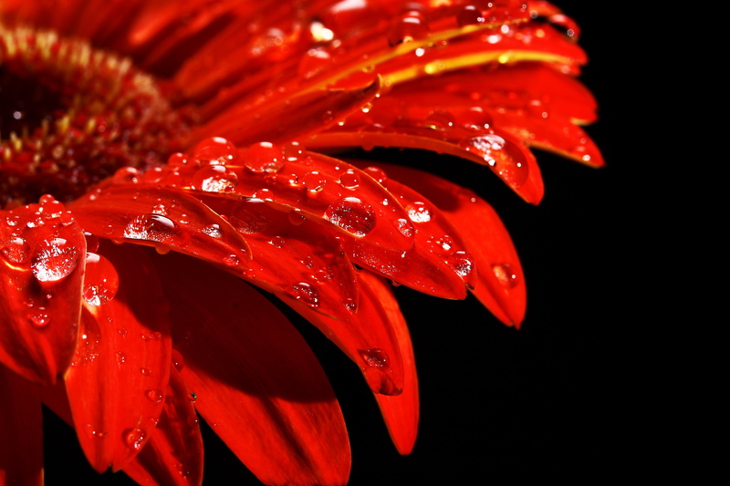 plant, life, pollen, rain drop, raindrop, growth, dew, spring, fragility, photo, 4K, no people, rose, summer, red, freshness, indoors, wet, seafood, inflorescence