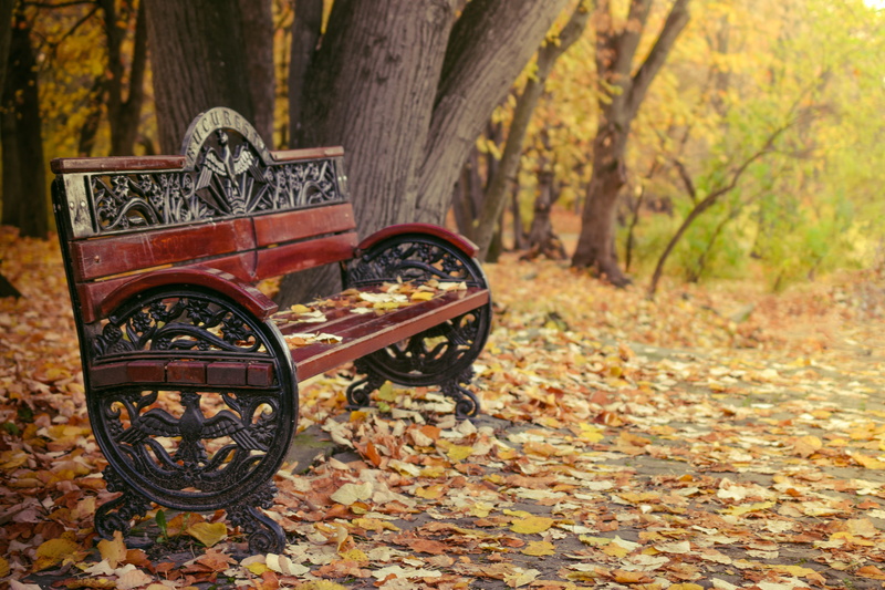 Forest, photography, day, leaves, no People, leaf, falling, selective, outside, change, focus on foreground, bench, seat, park Bench, season, wheel, 5K