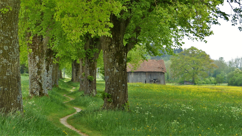 built structure, bless you, nature conservation, grass, architecture, green color, time, trunk, out, landscape, tree, outdoors, relaxation, growth, walk