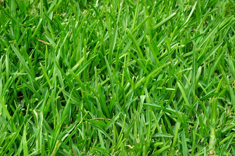 halme, growth, rush, ryegrass, maintained, lawn fertilization, close-up, grass, frisch, meadow grass, fertilization, turf, powerful, meadow, strong, short turf