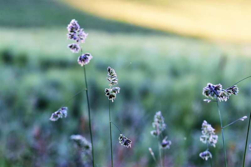 grasses, animal, flower, day, close, meadow, botany, close-up, halme, freshness, animal wildlife, focus on foreground, growth, 5K, butterfly - insect