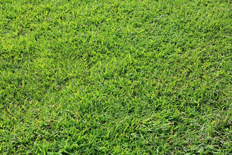 landscape, tiny leaves, day, green, lush foliage, front or Back Yard, outdoors, leaves, backgrounds, ground, pattern, growth, turf, 1080P, grass Area