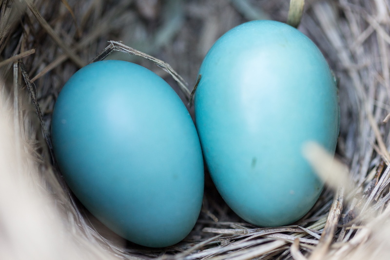 summer, home, avian, group of objects, forest, two, bird nest, animal, branch, food and drink, animal Egg, yellow, empty, country, springtime, tree, fragility