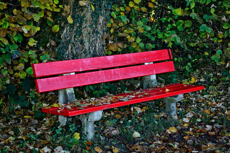 idyllic, 4K, nature, red, tree trunk, romantic, break, tree, forest, autumn, plant, peaceful, park bench, out, plant part, wood - material, park - man made space