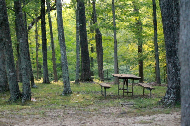 environment, vacation, countryside, plant, day, picnic, recreation, black, pine tree, picnic table, camping, nature, outdoor, scene, seat, scenic, non-urban scene