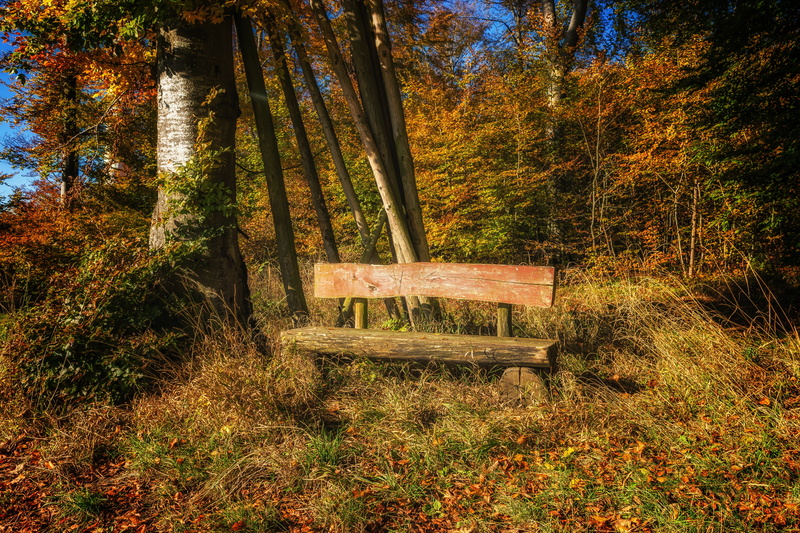 hiding place, scenics, bench, tranquil scene, day, woodland, silent, fall, loneliness, rest, autumn collection, seat, tree trunk, land, beauty in nature