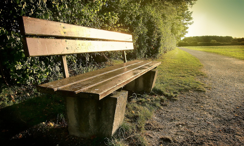 summer, grass, beauty in nature, no people, plant, nature, park, bench, wood - Material, near, tree, wooden, outdoors, 2K, growth, forest, autumn, rest