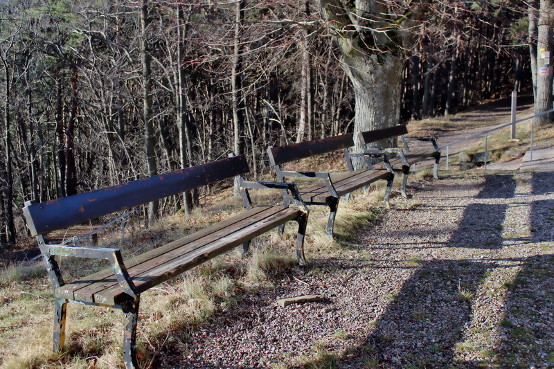 trunk, outdoors, woodland, seat, forest, park, sunlight, plant, rest, benches, silent, beauty in nature, sun, day, park - man made space, break, tree trunk