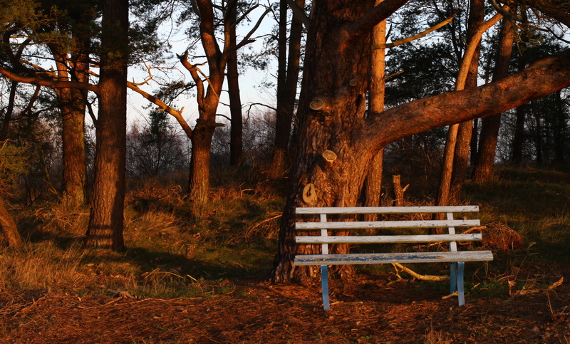 Bank, light, autumn, 5K, chair, non-urban scene, sun, Pine, tree trunk, loneliness, outdoors, beauty In Nature, orange Color, woodland, trunk, seat, wooden bench