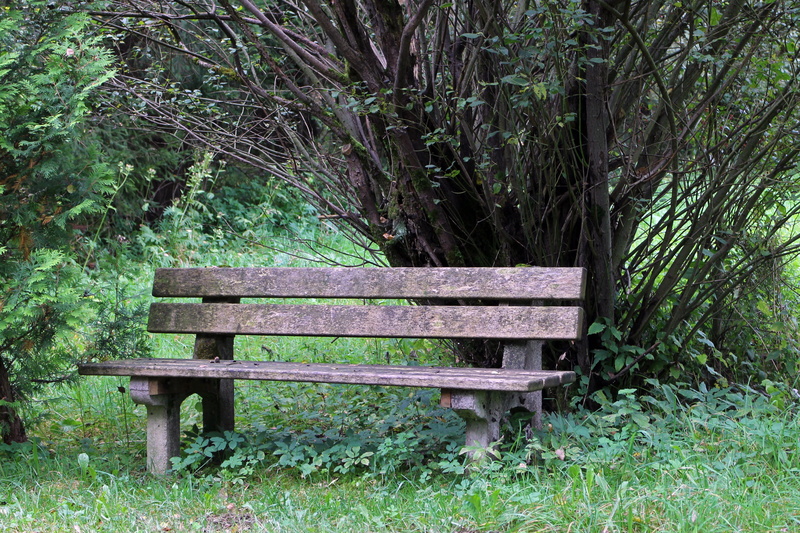click, bank, 4K, day, break, rest pause, relax, out, grass, park bench, seat, empty, rest, tranquility, growth, tree, bench, outdoors, green color, park