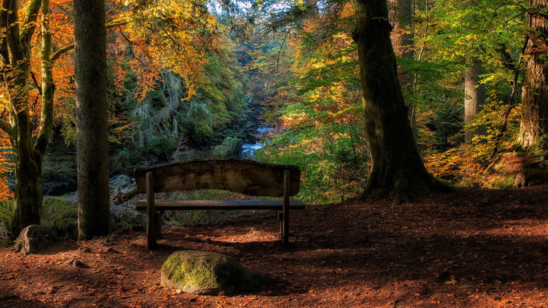 plant, land, tree, united kingdom, outdoors, fall, tranquility, beauty in nature, autumn, day, tree trunk, wilderness, growth, no people, 1080P, trunk