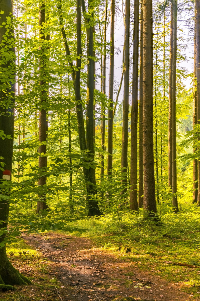 hiking, autumn, idyll, environment, trees, land, atmospheric, tree trunk, green color, scenics - nature, away, beautiful, relaxation, promenade, hike, trunk