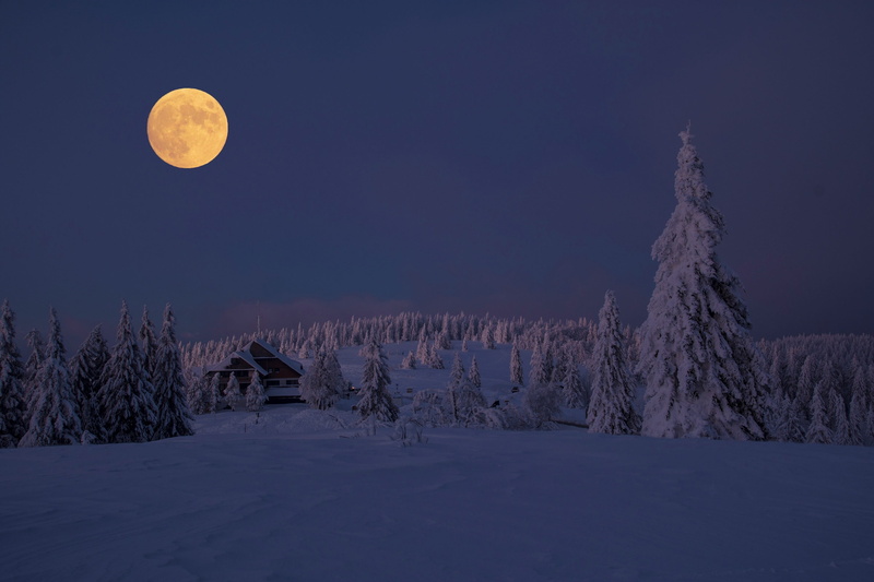 tree, 2K, nature, land, full moon, beauty in nature, cold temperature, winter, snow, scenics - nature, environment, moon, night, landscape, tranquility