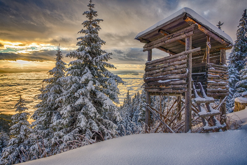 perch, cold temperature, snow, environment, plant, pine tree, house, winter mood, 4K, snowy, surface, nature, twilight, dramatic, forest, koralpe, hut