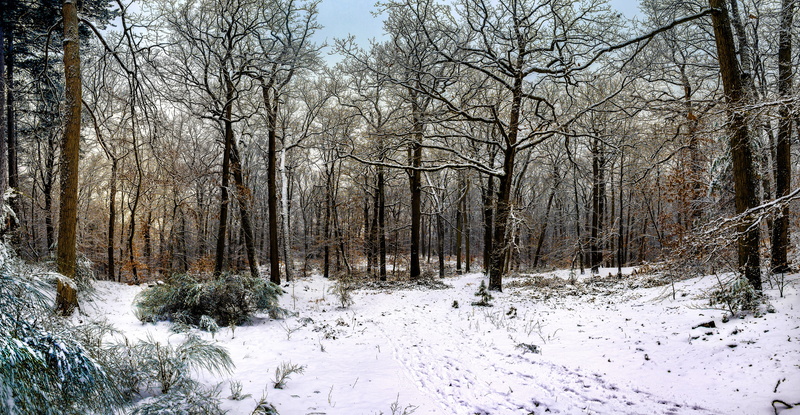 non-urban scene, nature, day, tranquil scene, white color, bare tree, beauty in nature, trees, wintry, winter, tree, woodland, snow, land, plant, forest snow
