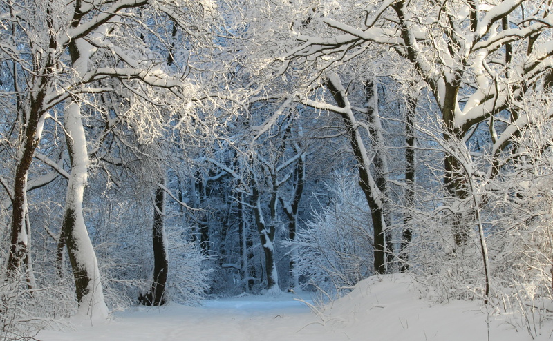 forest trail, land, digital, pine tree, tranquil scene, environment, coniferous tree, tranquility, no people, day, Forest, winter magic, winter forest