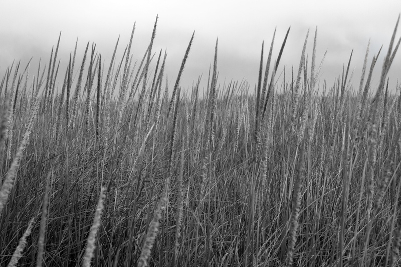 stalk, scenics - nature, close-up, blacknwhite, focus on foreground, hay, field, beauty in nature, plant, sky, long beach, 4K, tranquility, tranquil scene