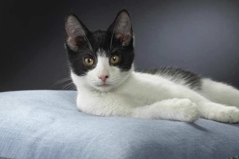 feline, kitten, sweet, animal, animals, 1080P, shorthair, chester, domestic