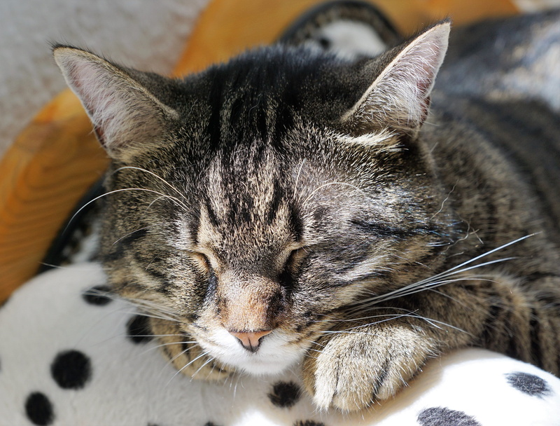 attention, cat face, original, wild, pet supplies, tired, close, relaxation, Animal, feline, rest, pets, tigerle, resting, indifference, head, holiday