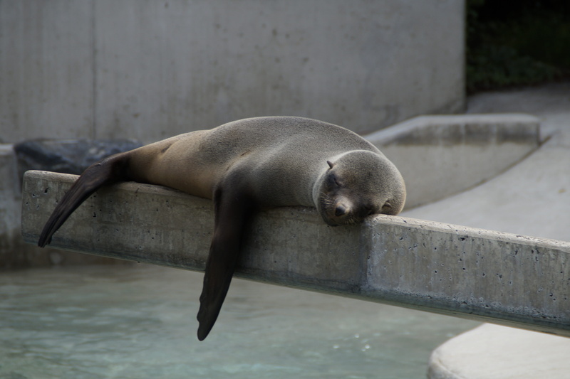 animal wildlife, resting, outdoors, concerns, seal - Animal, day, lazy, 5K, rest pause, chill out, mammal, relaxed, focus on foreground, lazing around