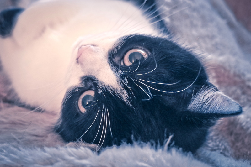 flora, relaxed, nature, 4K, animal portrait, selective focus, domestic cat, no people, domestic animals, rest, face, lazy, feline, pets, recovery, lying down