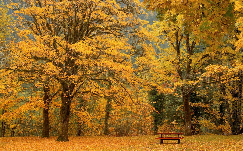 lush Foliage, park bench, orange Color, gold Colored, forest, tranquility, leaf, yellow, colors, wooden, color Image, plant, leafed, trees, brown, 1080P