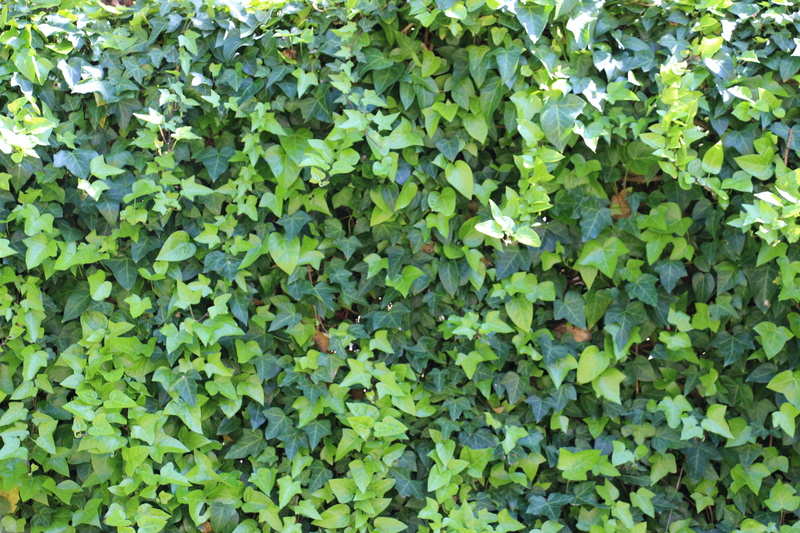 greenish, abundance, field, shades of green, flora, growth, clover, leaf, plant, tranquility, green color, foliage, light green, beauty in nature, decorative