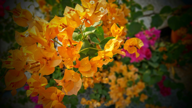 flower, fragility, delicate, beautiful, bright, spring flowers, wildflower, no people, selective focus, plant part, macro, blossom, fresh flowers, decoration