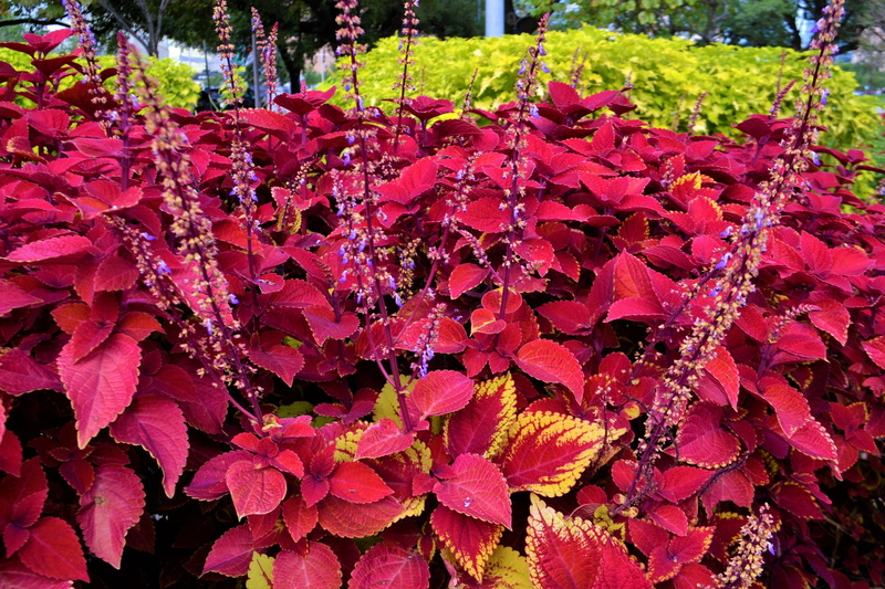 decoration, vulnerability, garden, close-up, leaves, botanic, verdant, perennial, nature, inference, color, grow, petal, coleus, lamiaceae, pink, flower-patterned