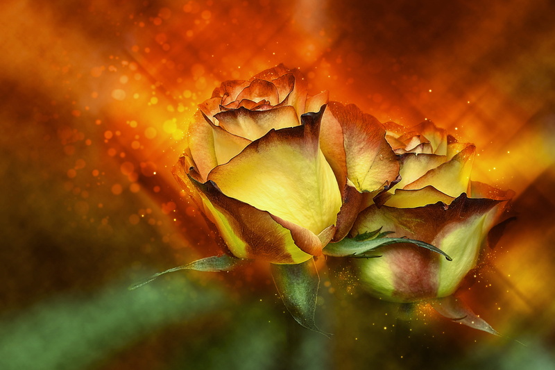 petal, yellow, wet, blossom, no people, flower, inflorescence, rose, birthday, water, leaf, bloom, romance, two, close-up, closeup, plant part, noble, 5K