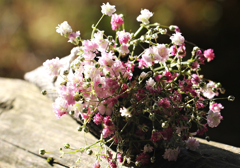 photo, pink flowers, bunch of flowers, background image, plant, romance, purple, flowers, tender, map, babys breath, carnation family, vulnerability, background