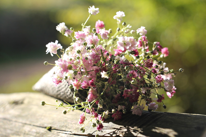springtime, focus on foreground, carnation family, pink color, bag with loop, growth, flower head, lilac, babys breath, inflorescence, freshness, background image