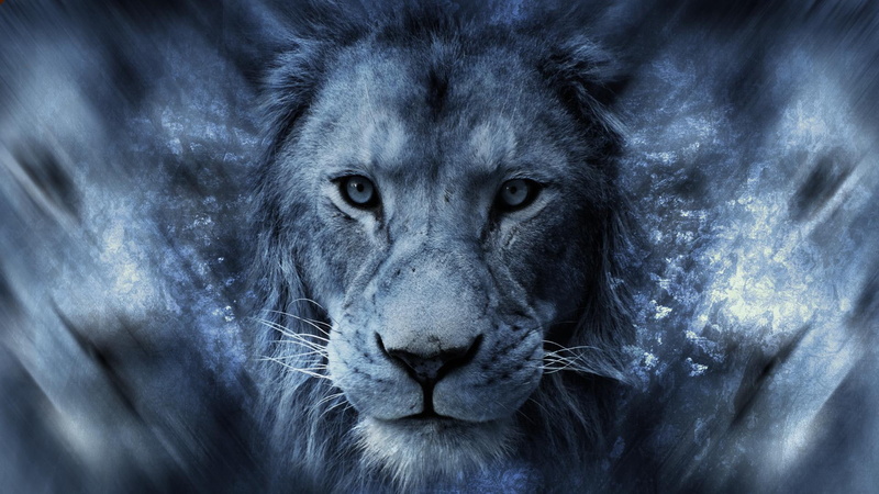africa, lion, 1080P, animals