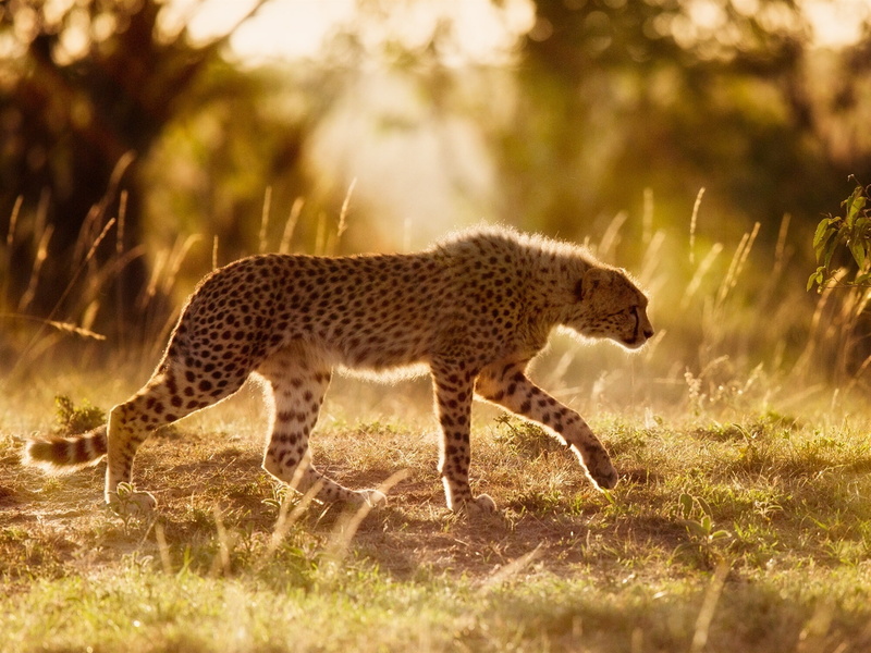 Cheetah, Africa, 1080P, Big, brown, black, Cat, Sunshine