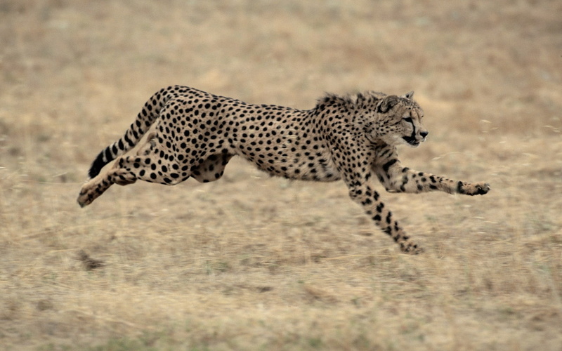 masai Mara National Reserve, brown, full length, undomesticated Cat, safari, camouflage, grass, safari Animals, no People, east Africa, motion, cat, wildlife
