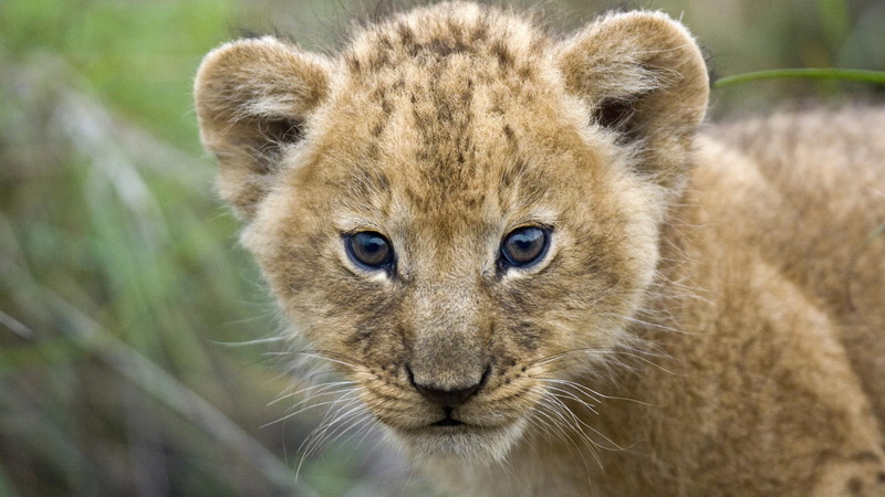 masai, africa, animals, masai mara, lion, 1080P, cub, kenya, young lion cub, mara, young