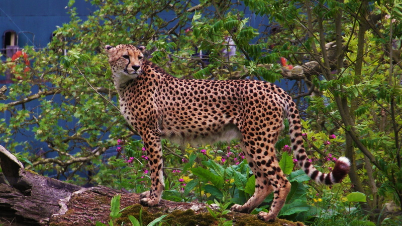 one animal, vertebrate, big cats, 4K, standing, animal themes, animals, outdoors, mammal, spotted, land, day, cheetah, animal markings, cat, feline, cheetahs