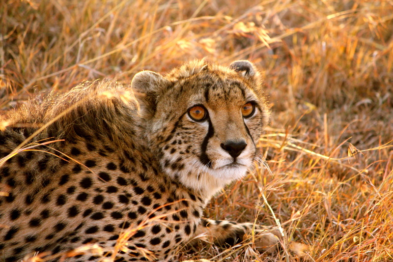 outdoors, one Animal, cheetah, nature, nature Reserve, mammal, grass, wildlife, endangered Species, wildlife Reserve, serengeti National Park, animals Hunting