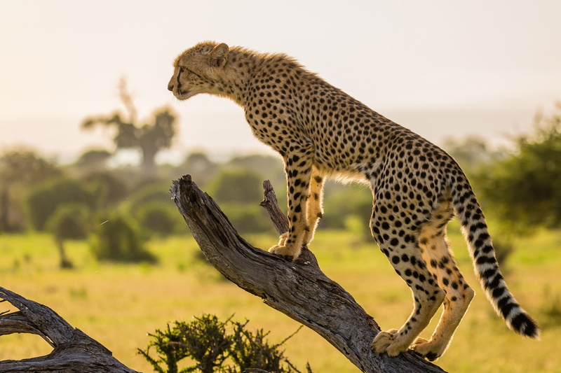 young Animal, nature Reserve, large, no People, tanzania, plant, spotted, safari Animals, feline, savannah, mammal, east Africa, endangered Species, wildlife
