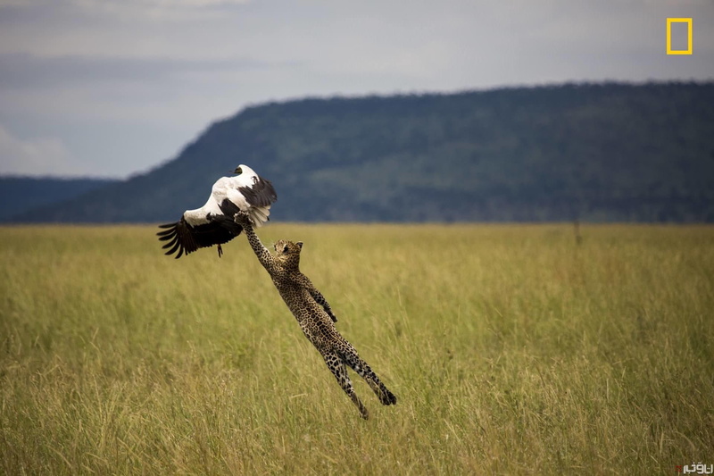 nature, leopard, 1080P, animals, jumping, wildlife, eagle, National Geographic
