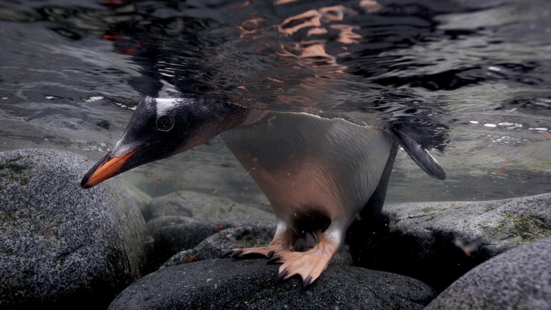 sea, cold - Temperature, head, nature, black Color, flightless Bird, water, water Bird, day, gray, animal themes, south Pole, bird, antarctica, outdoors