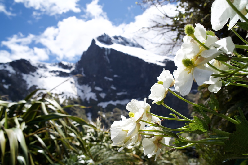 plant, flower, permanent snow, 8K, petal, snow, flowers, plants, landscape, sunny, winter, cloud, icecap, mountain, flowering, blue sky, park, flower head