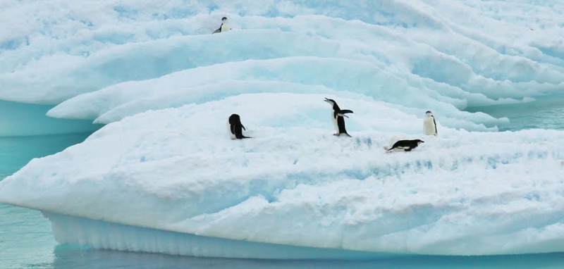 no people, vertebrate, frozen, landscape, antarctica, cold, outdoors, water, frozen water, animal family, icecaps, snow, sea, animal themes, winter, mad penguin